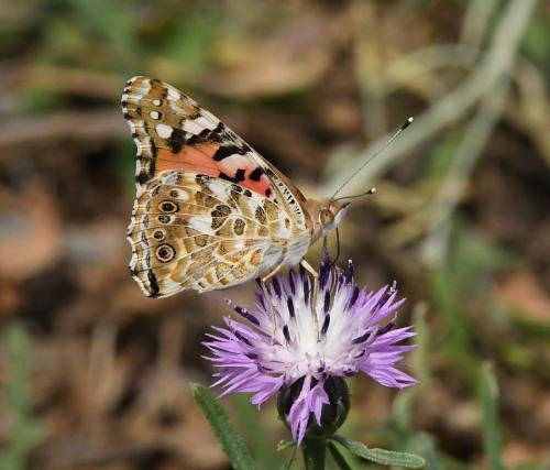 Réf. 233 620 : Vanessa cardui